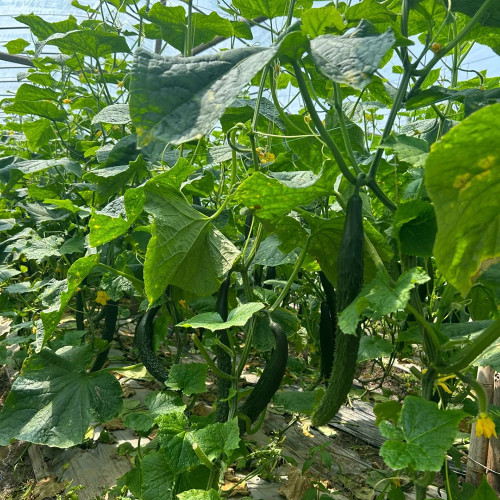 Boya 533 Cucumber Seeds - Premium Early-Maturing Variety, Crisp and Sweet Flavor, Highly Adaptable
