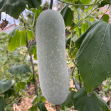Baocui F1 Hybrid Hairy Gourd Seeds - Early-Maturing Hybrid, High-Yield, Easy to Grow