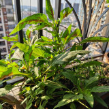 Willow-Leaf Red Amaranth Seeds - High-Yield, Nutrient-Rich, Ideal for Home Gardening and Commercial Cultivation