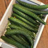 Boya 533 Cucumber Seeds - Premium Early-Maturing Variety, Crisp and Sweet Flavor, Highly Adaptable