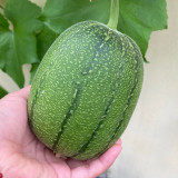 Taifeng No. 1 Apple Luffa Seeds - High-yielding, unique appearance, strong adaptability, easy to manage