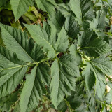 Japanese Ashitaba Seeds - High Germination Rate, Shade-Tolerant, Edible with Medicinal Value