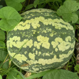 Ya Zong Winter Melon Seeds - High Yield, Easy Storage, and Wide Culinary Applications