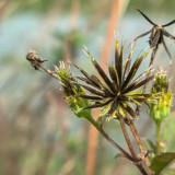 Spanish Needles Seeds - Highly Adaptable, Golden Yellow Flowers, Eco-Friendly and Easy to Care For
