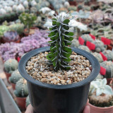 Alluaudia montagnacii for Sale | Drought-Tolerant, Low-Maintenance Indoor Plant with Silvery Thorny Stems