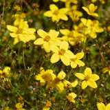 Spanish Needles Seeds - Highly Adaptable, Golden Yellow Flowers, Eco-Friendly and Easy to Care For