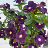 Madagascar Periwinkle Seeds - Unique Black Flowers, Long Blooming, Easy to Grow, Perfect for Pot Planting