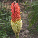 Torch Lily Seeds - Drought Tolerant, Unique Flower Spikes, Easy Care Garden Perennial