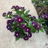 Madagascar Periwinkle Seeds - Unique Black Flowers, Long Blooming, Easy to Grow, Perfect for Pot Planting