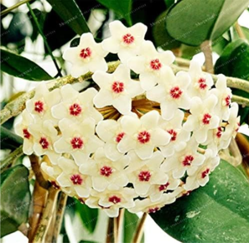 Big Rare Hoya Seed Potted Flowers Seeds