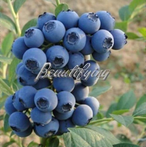 Blueberry Edible Organic Heirloom Fruit Dwarf Seeds