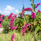 Prince's Feather Seeds - Long-blooming ornamental plant suitable for cottage gardens