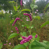 Prince's Feather Seeds - Long-blooming ornamental plant suitable for cottage gardens