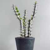Alluaudia montagnacii for Sale | Rare Architectural Succulent with Silvery Thorny Trunk, Vibrant Green Leaves
