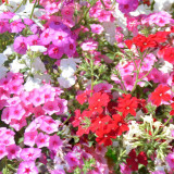Phlox (Mixed Colors) Seeds - Beginner-Friendly Flowers with High Germination Rate