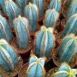 Pilosocereus pachycladus for Sale – Rare Blue Columnar Cactus with Golden Spines, Low-Maintenance Succulent