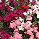 Phlox (Mixed Colors) Seeds - Beginner-Friendly Flowers with High Germination Rate