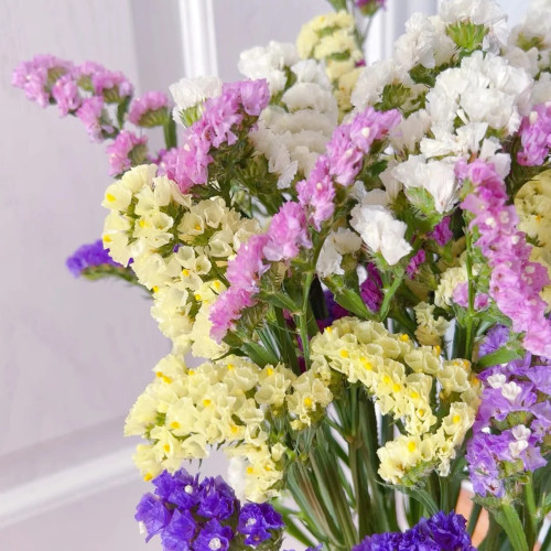 Cut Flower Forget-me-not Seeds - Easy-Grow, Bloom-Controllable Ornamental Cut Flowers