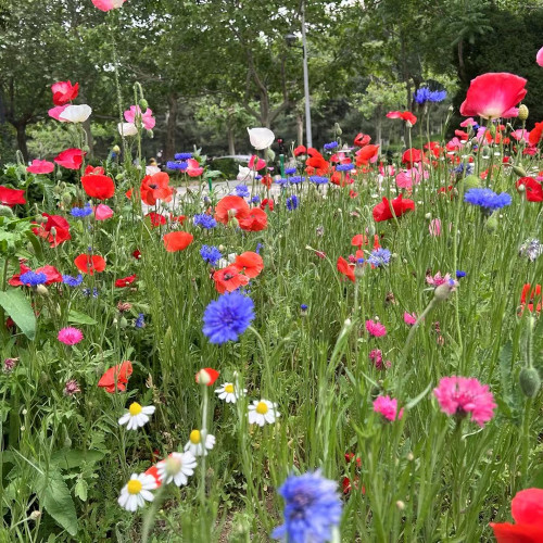 Wildflower Mix Seeds - Fast-Growing, Easy to Manage, Vibrant Colors, Perfect for Home Gardens