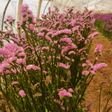 Cut Flower Forget-me-not Seeds - Easy-Grow, Bloom-Controllable Ornamental Cut Flowers