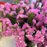 Cut Flower Forget-me-not Seeds - Easy-Grow, Bloom-Controllable Ornamental Cut Flowers