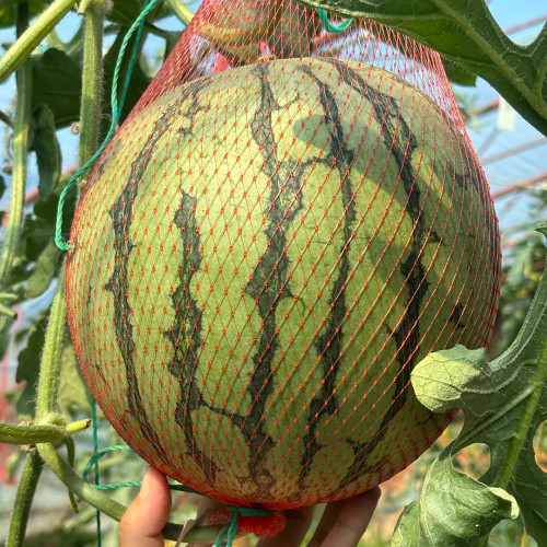 Rainbow No.1 Watermelon Seeds - Premium Hybrid Variety, Early Maturing, Easy to Grow, Orange-Yellow Flesh