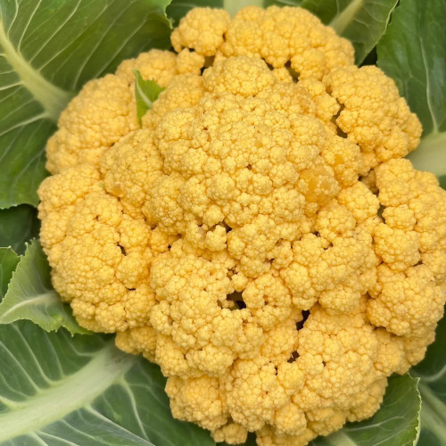 Jin Buhuan Cauliflower Seeds – Golden Yellow Curds, High Yield, Suitable for Spring and Autumn Planting
