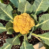 Jin Buhuan Cauliflower Seeds – Golden Yellow Curds, High Yield, Suitable for Spring and Autumn Planting