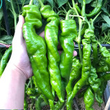 Zhongjiao No.1209 Spiral Pepper Seeds – Wrinkled Pepper, Thick Flesh, Strong Spicy Flavor, Storage Tolerant