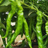 'Meinaxiang' Spiral Pepper – Early Maturing, Long Thick Fruits, Rich Pungency, Crisp Texture, High Yield