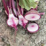 'Aizhenhong' F1 Hybrid Turnip | Disease-Resistant, Easy to Grow, High Cold Tolerance for Home Gardens