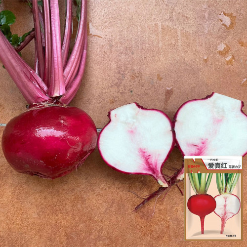 'Aizhenhong' F1 Hybrid Turnip | Disease-Resistant, Easy to Grow, High Cold Tolerance for Home Gardens