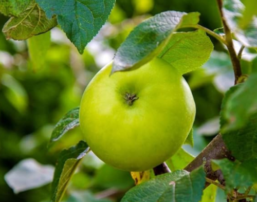Granny Smith Apple Tree Organic Seeds, Granny Smith Apple Tree Seeds