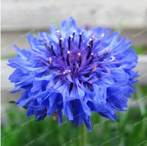 Cornflowers Seeds Germany's National Flower Chrysanthemum Flower (Color: 6)
