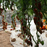 Zixia Tomato Seeds for Sale | Indeterminate Early Maturing Variety with Sweet Flavor, Disease Resistance & Stable Yield