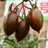 Zixia Tomato Seeds for Sale | Indeterminate Early Maturing Variety with Sweet Flavor, Disease Resistance & Stable Yield