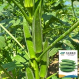 Traditional Okra Seeds - High Yield, Strong Disease Resistance, Vigorous Growth, Ideal for Home Gardening