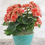 Beautiful Begonia Flower Seed Flowers Potted Seeds (Color: 6)