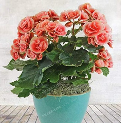 Beautiful Begonia Flower Seed Flowers Potted Seeds (Color: 6)