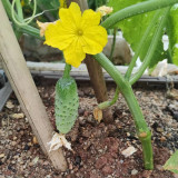 Russian Masha Fruit Cucumber Seeds - Premium Hybrid Variety, High-Yielding, Early Maturing, Vigorous Growth
