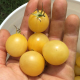 Italian Ice Cherry Tomato Seeds – F1 Hybrid, Early Maturing, Indeterminate, Juicy Flesh, Sweet Taste