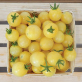 Italian Ice Cherry Tomato Seeds – F1 Hybrid, Early Maturing, Indeterminate, Juicy Flesh, Sweet Taste