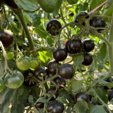 Obsidian Tomato Seeds | Rare Black Tomato Variety | Anthocyanin-Rich, Sweet Flavor for Salads & Fresh Eating