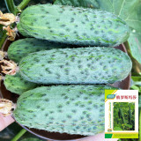 Russian Masha Fruit Cucumber Seeds - Premium Hybrid Variety, High-Yielding, Early Maturing, Vigorous Growth