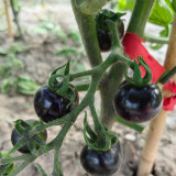 Obsidian Tomato Seeds | Rare Black Tomato Variety | Anthocyanin-Rich, Sweet Flavor for Salads & Fresh Eating