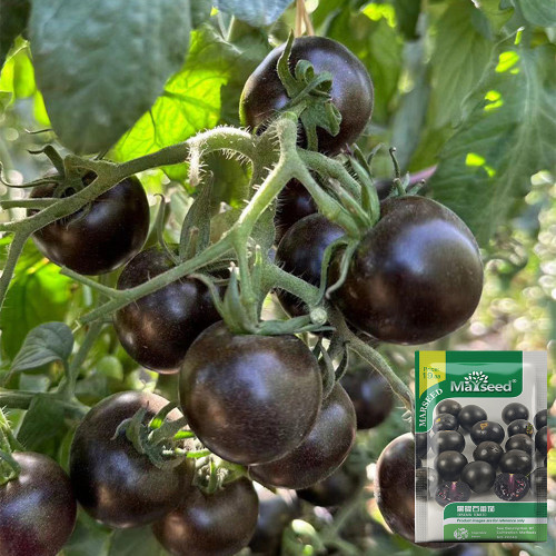 Obsidian Tomato Seeds | Rare Black Tomato Variety | Anthocyanin-Rich, Sweet Flavor for Salads & Fresh Eating