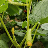 Zhongnong Cuiyu No. 2 Cucumber Seeds - High-Yielding, Disease Resistant, Easy to Manage