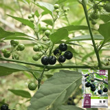 Black Nightshade Seeds – Easy to Grow, Prolific Yield, Ideal for Fresh Eating, Jams & Desserts