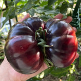 Martha Starfighter Tomato Seeds – Large Beefsteak Type, Anthocyanin-Rich, Strong Disease Resistance, High Yielding
