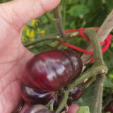 Martha Starfighter Tomato Seeds – Large Beefsteak Type, Anthocyanin-Rich, Strong Disease Resistance, High Yielding
